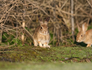 Photo shows two small rabbits in a woody habitat, one is looking towards the camera while the other passes behind.