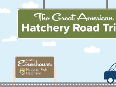 A graphic of a light blue sky with puffy clouds. A green highway sign hangs from the top and reads "The Great American Hatchery Road Trip." At the bottom, a fish drives a blue car along a road toward a brown sign with the USFWS logo and text that reads "Dwight D. Eisenhower National Fish Hatchery."