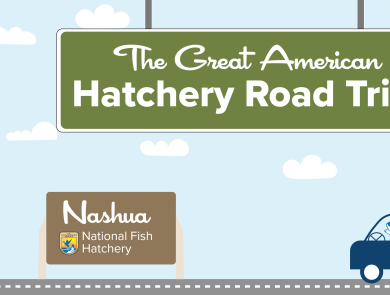 A graphic of a light blue sky with puffy clouds. A green highway sign hangs from the top and reads "The Great American Hatchery Road Trip." At the bottom, a fish drives a blue car along a road toward a brown sign with the USFWS logo and text that reads "Nashua National Fish Hatchery."