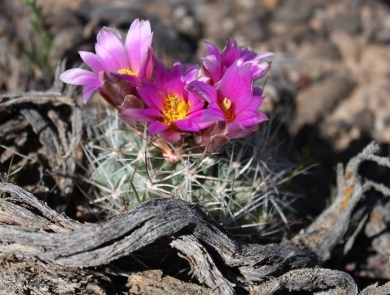 Colorado hookless cactus showing off four bright pink flowers