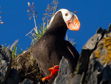 Tufted puffin perched on a cliff with bright orange feet showing