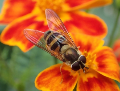a striped fly on orange flowers