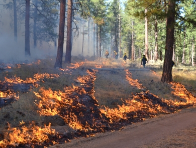 Flames run in a pattern on the ground as firefighters with drip torches are pictured in the background. Trees spaces our surround the area