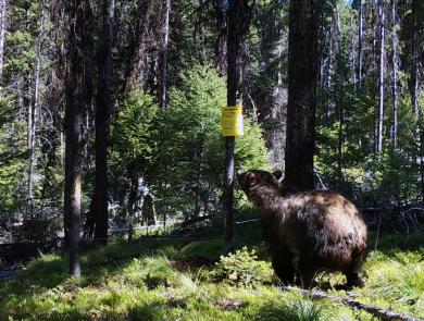 Grizzly bear visiting a hair snare site