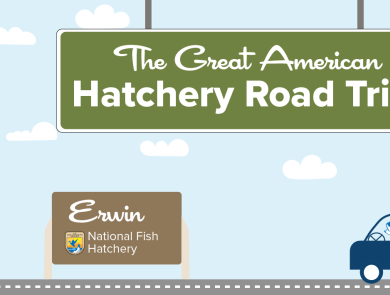 A graphic of a light blue sky with puffy clouds. A green highway sign hangs from the top and reads "The Great American Hatchery Road Trip." At the bottom, a fish drives a blue car along a road toward a brown sign with the USFWS logo and text that reads "Erwin National Fish Hatchery."