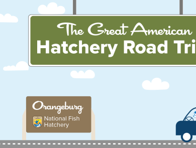 A graphic of a light blue sky with puffy clouds. A green highway sign hangs from the top and reads "The Great American Hatchery Road Trip." At the bottom, a fish drives a blue car along a road toward a brown sign with the USFWS logo and text that reads "Orangeburg National Fish Hatchery."