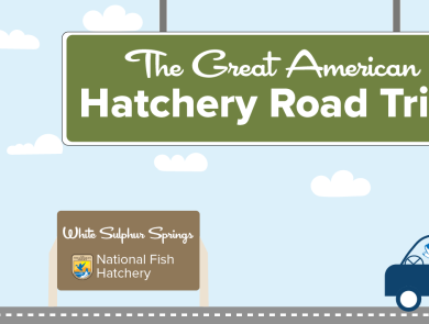 A graphic of a light blue sky with puffy clouds. A green highway sign hangs from the top and reads "The Great American Hatchery Road Trip." At the bottom, a fish drives a blue car along a road toward a brown sign with the USFWS logo and text that reads "White Sulphur Springs National Fish Hatchery."