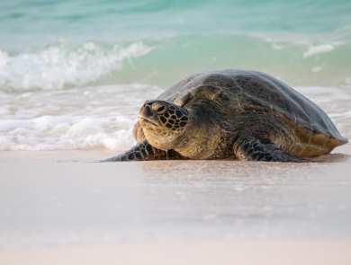 Green sea turtle, or honu, rests on the white sand of Midway Atoll, with clear waves in the background.