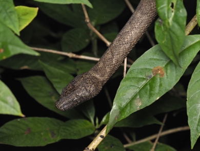 a brown snake in foliage