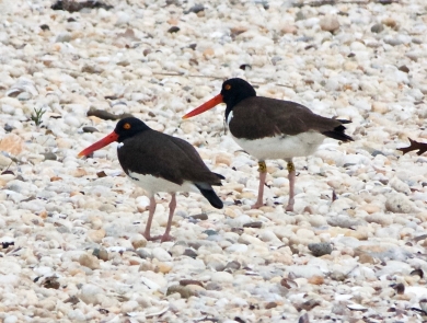 pair of American oystercatchers on rocky beach
