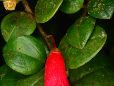 red flowering plant with green leaves