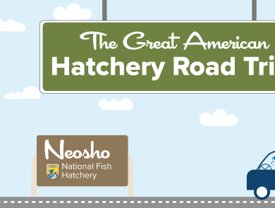 A graphic of a light blue sky with puffy clouds. A green highway sign hangs from the top and reads "The Great American Hatchery Road Trip." At the bottom, a fish drives a blue car along a road toward a brown sign with the USFWS logo and text that reads "Neosho National Fish Hatchery."
