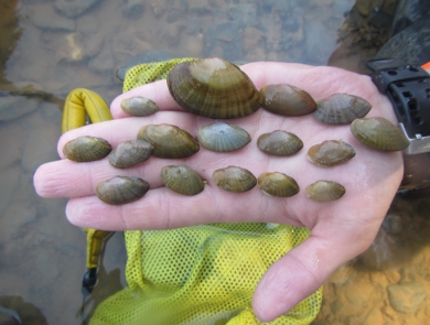 various sized mussel shells on biologist’s hand above water. 