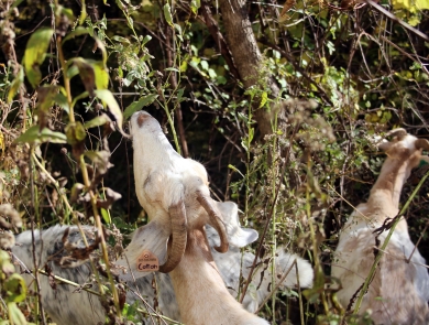 White goats graze in the thick underbrush. The goat in the foreground wears a tag on its ear that says "cotton."