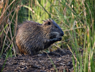 A furry, beaver-like animal perches in the mud of a coastal wetland. It uses its paws to gather marsh grass roots to eat. 