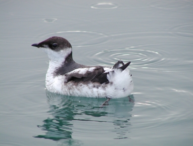 A black and white marbled murrelet floating in calm water