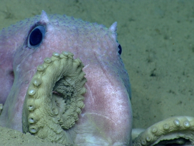 an octopus sits half-buried in sediment on the ocean floor. It's tentacles curl up and rest against its head