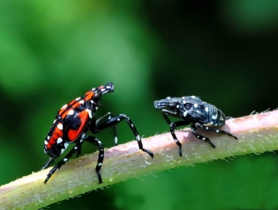 a red-spotted and a black-spotted bug sit on a plant stem
