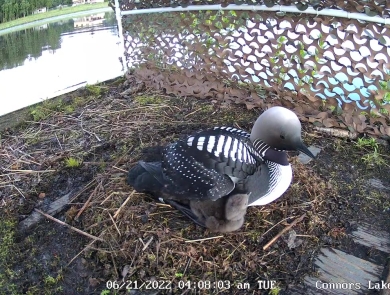 Hidden camera view within a wooden raft with a Pacific loon and a chick under its wing. 