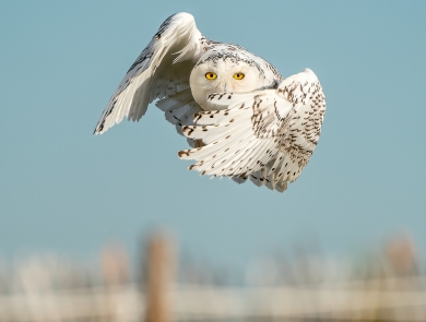 Image of snowy owl in flight