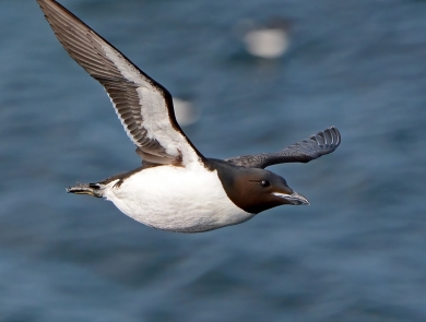 a black and white bird in flight over water