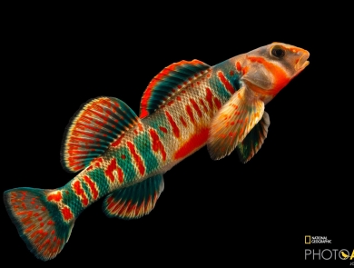 a vibrant orange and blue fish with a contrasting black background