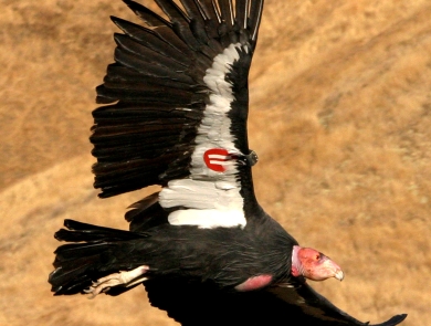 A large black bird with a red wing tag in flight