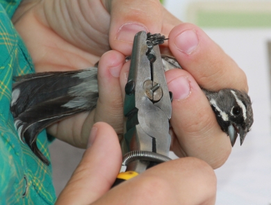 Hands holding a small bird and applying a leg band with small pliers