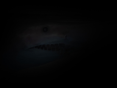 very dark image faintly showing the face of a shark