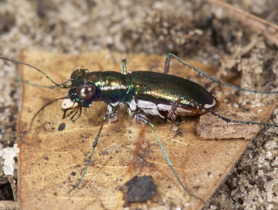 A Miami tiger beetle stands on a rock.