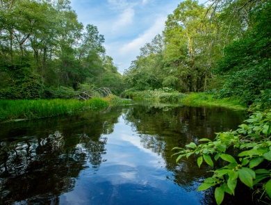 A river bordered by green shrubs and trees and a blue sky with white clouds reflected in the water's surface