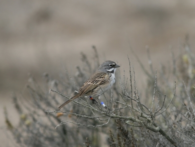 a grey and brown bird resting on a small branch