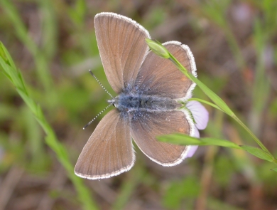Female fenders blue butterfly on a small pink flower. Wings are spread out and you can see the brownish blue color on top with an outline of white on the wings.