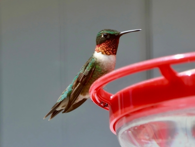 A green hummingbird with white chest and red throat perches at red feeder