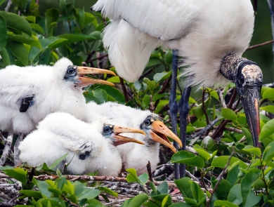 A parent wood stork, on the right, cares for three young nestlings, two to three weeks old.