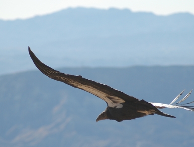 California condor soars over a canyon.