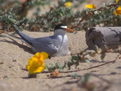 An adult California least tern sits on its nest at a beach