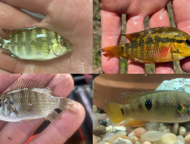 Juvenile Cichlids caught in South Florida Canal 