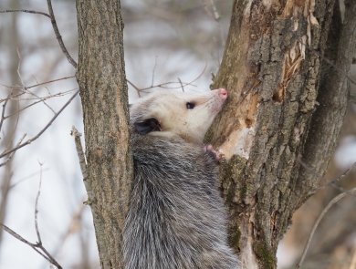 Virginia opossum resting between a tree trunk and a vertical tree branch