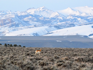 pronghorn in a field of sagebrush against a snowy mountain backdrop