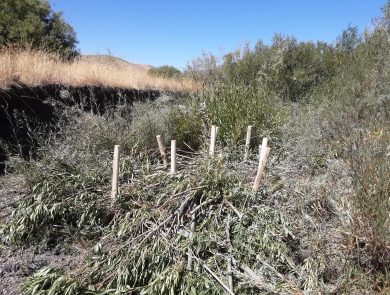 A pile of brush in a dry streambed can be seen with 8 wooden stakes in the middle of the pile