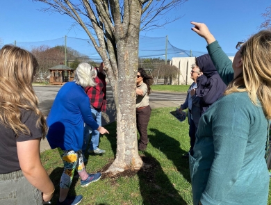 A group of people gathered around a tree observing lichen