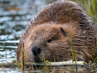 A beaver chews on a stick while sitting in a pond