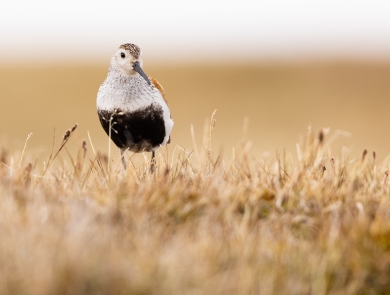 A small bird with a black belly and long downcurved black bill stands in the grassy tundra