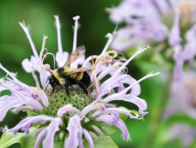 a rusty patched bumblebee on a bee balm flower
