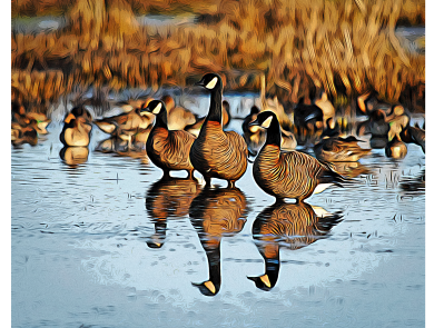 Picture of geese standing in water at William L. Finley National Wildlife Refuge.