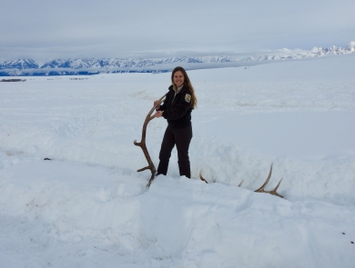 Kari Cieszkiewicz is the latest FWS Behind the Lens photographer for the USFWS Library. She is collecting elk antlers at the National Elk Refuge taken by Natalie Fath/USFWS.  
