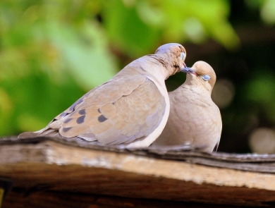 Male and female mourning doves touching beaks with their eyes closed on a roof with a blurred bright green background of trees.