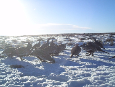 Sage-grouse in Wyoming standing in snow and engaging in geophagy, which means eating dirt.