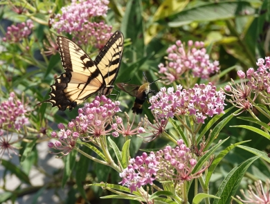 close-up view of a butterfly and a hummingbird moth sipping nectar from some pink flowers. 